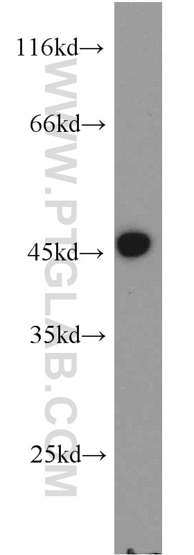 WB analysis of HEK-293 using 17547-1-AP