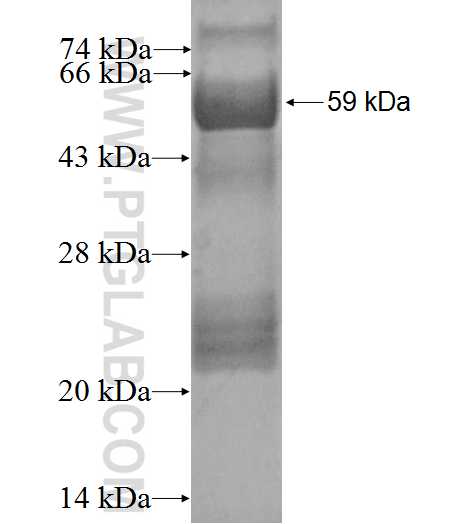 PIPOX fusion protein Ag3388 SDS-PAGE