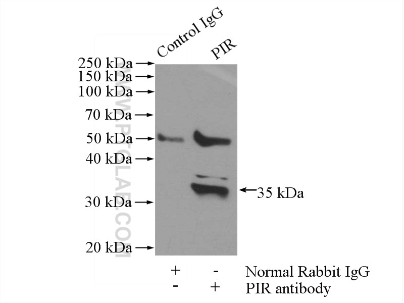 Immunoprecipitation (IP) experiment of HeLa cells using PIR Polyclonal antibody (10263-1-AP)