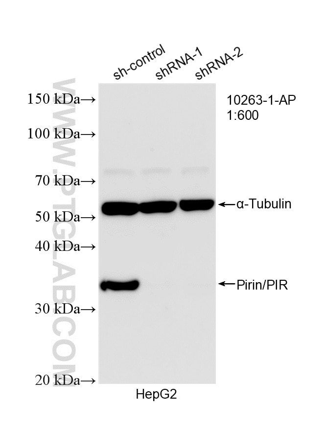 Western Blot (WB) analysis of HepG2 cells using Pirin/PIR Polyclonal antibody (10263-1-AP)