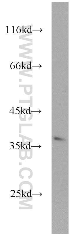 Western Blot (WB) analysis of HeLa cells using PIR Polyclonal antibody (10263-1-AP)