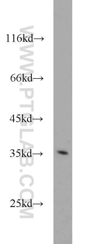 Western Blot (WB) analysis of HepG2 cells using PIR Polyclonal antibody (10263-1-AP)