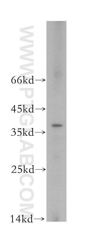 Western Blot (WB) analysis of HeLa cells using PIR Polyclonal antibody (10263-1-AP)