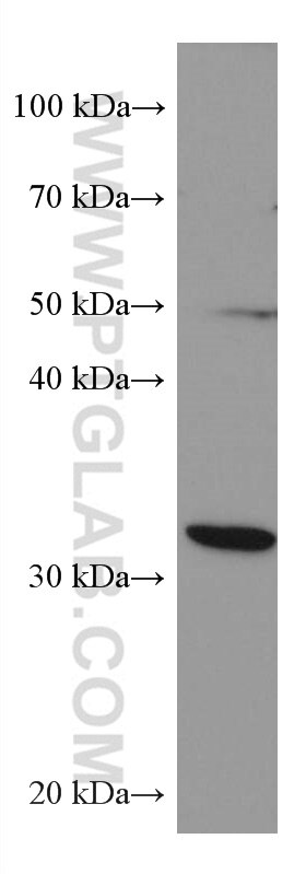 Western Blot (WB) analysis of HeLa cells using PIR Monoclonal antibody (67516-1-Ig)