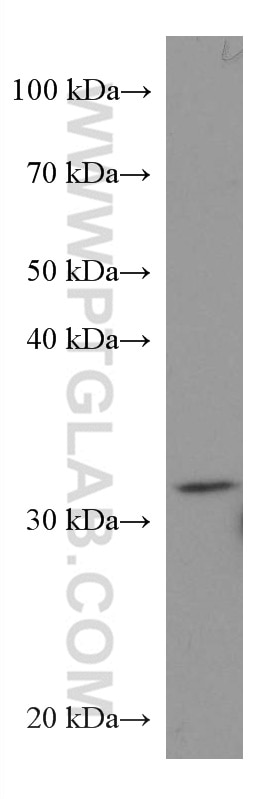 Western Blot (WB) analysis of K-562 cells using PIR Monoclonal antibody (67516-1-Ig)