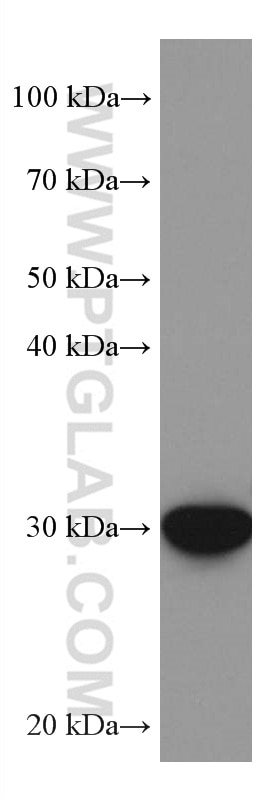 Western Blot (WB) analysis of HSC-T6 cells using PIR Monoclonal antibody (67516-1-Ig)