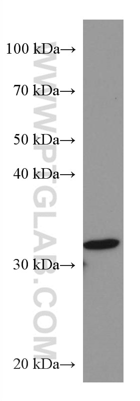 Western Blot (WB) analysis of NIH/3T3 cells using PIR Monoclonal antibody (67516-1-Ig)