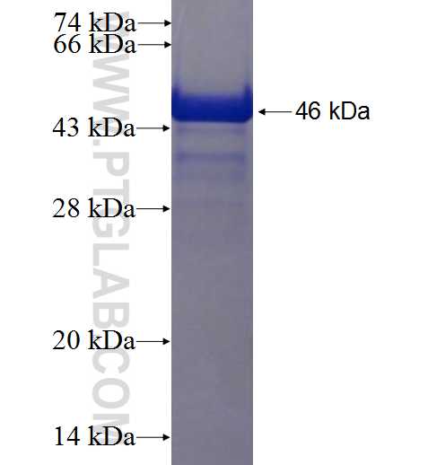 PIR fusion protein Ag0330 SDS-PAGE
