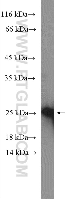 Western Blot (WB) analysis of SH-SY5Y cells using PIRT Polyclonal antibody (20990-1-AP)