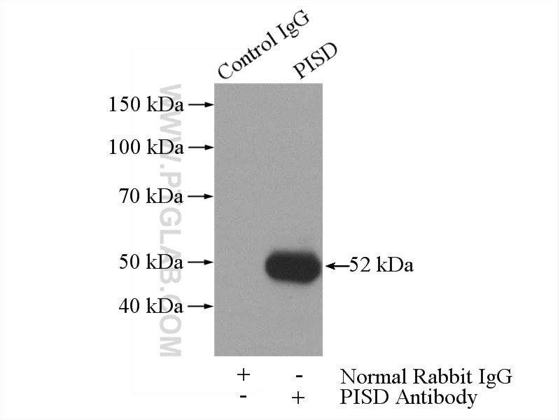 Immunoprecipitation (IP) experiment of L02 cells using PISD Polyclonal antibody (16401-1-AP)