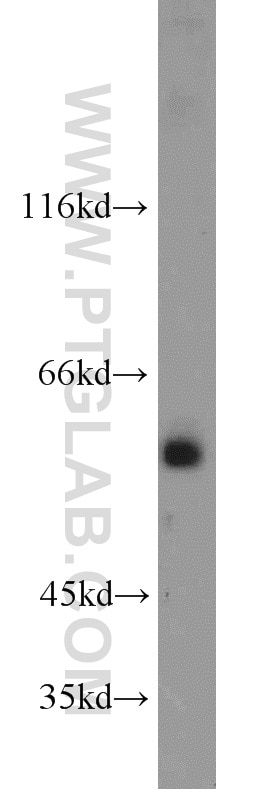 Western Blot (WB) analysis of NIH/3T3 cells using PISD Polyclonal antibody (16401-1-AP)