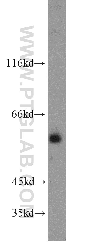 WB analysis of NIH/3T3 using 16401-1-AP