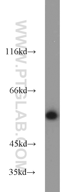 Western Blot (WB) analysis of L02 cells using PISD Polyclonal antibody (16401-1-AP)