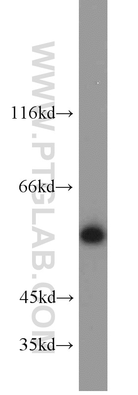 Western Blot (WB) analysis of L02 cells using PISD Polyclonal antibody (16401-1-AP)