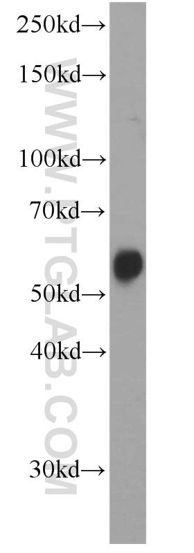 Western Blot (WB) analysis of L02 cells using PISD Polyclonal antibody (16401-1-AP)