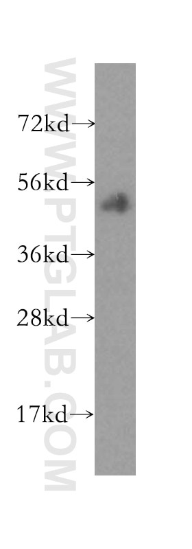 Western Blot (WB) analysis of HeLa cells using PISD Polyclonal antibody (16401-1-AP)