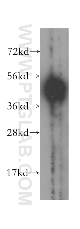 Western Blot (WB) analysis of HepG2 cells using PISD Polyclonal antibody (16401-1-AP)