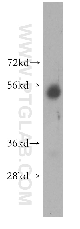 WB analysis of K-562 using 16401-1-AP