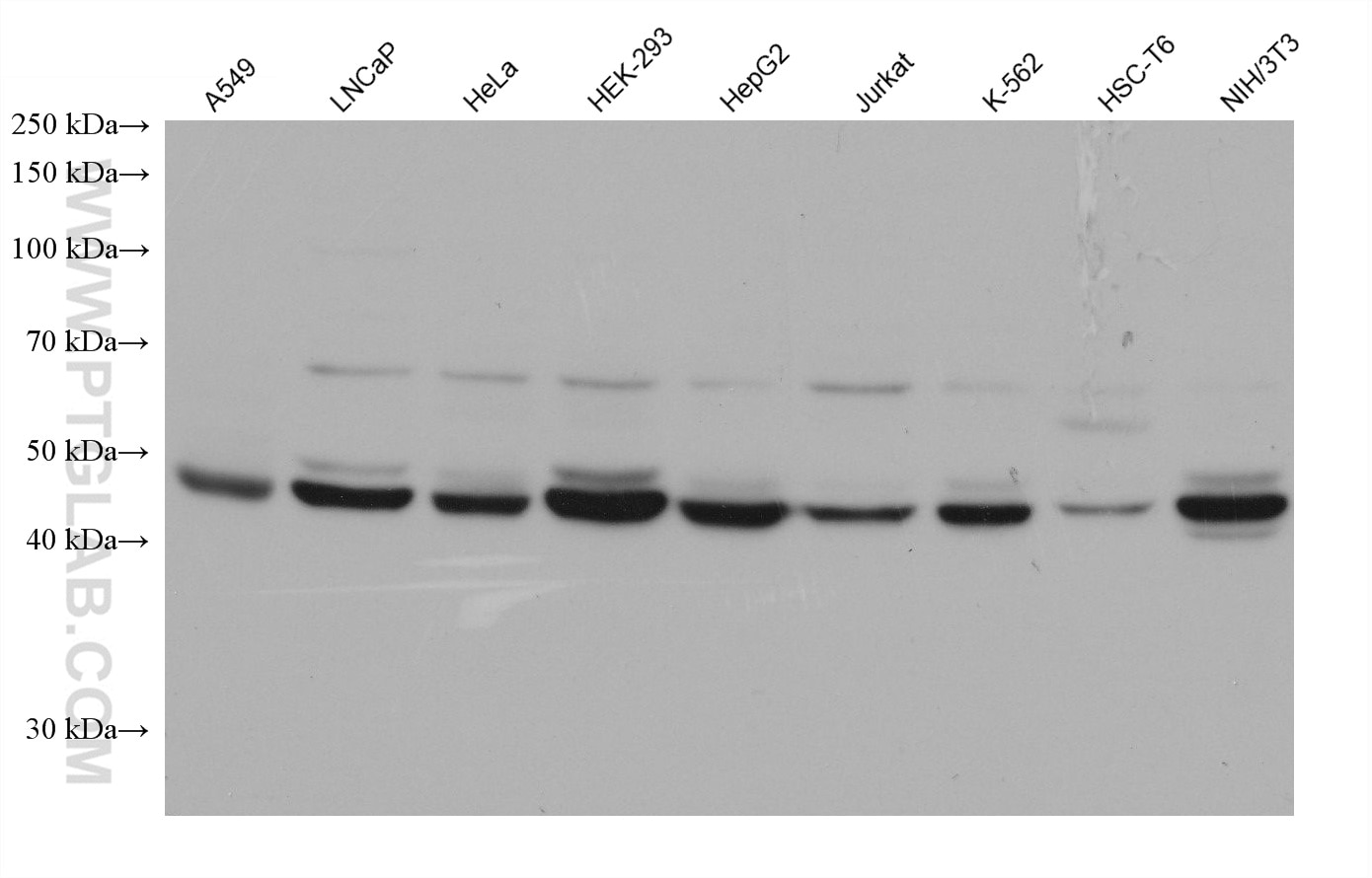 Western Blot (WB) analysis of various lysates using PISD Monoclonal antibody (68484-1-Ig)