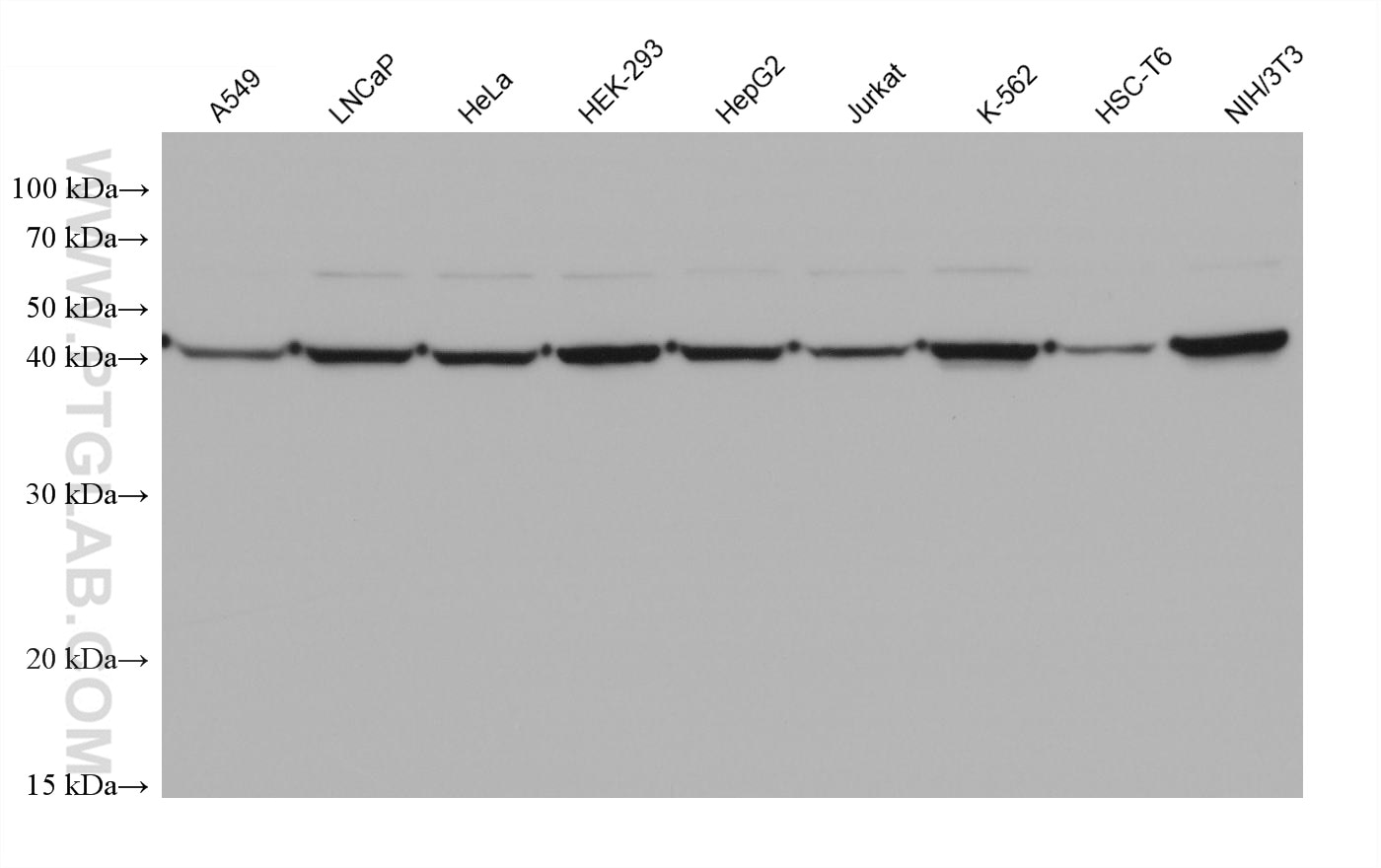 Western Blot (WB) analysis of various lysates using PISD Monoclonal antibody (68484-1-Ig)