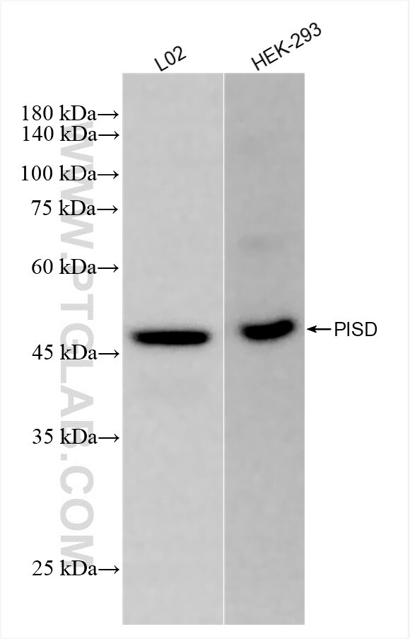 Western Blot (WB) analysis of various lysates using PISD Recombinant antibody (84866-2-RR)