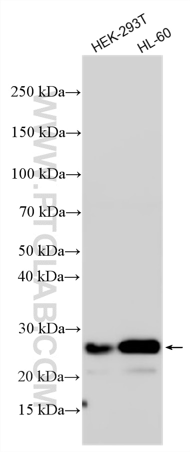 Western Blot (WB) analysis of various lysates using PITHD1 Polyclonal antibody (31973-1-AP)