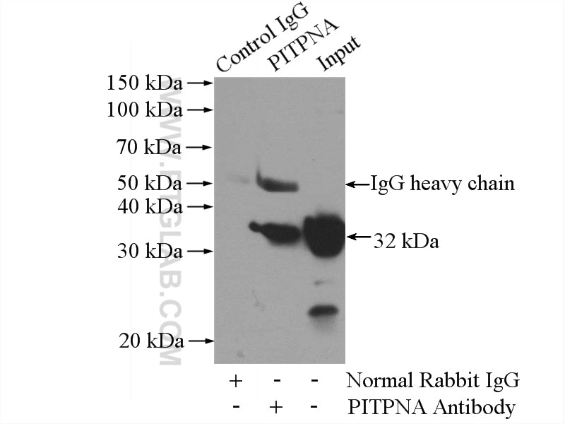 Immunoprecipitation (IP) experiment of HEK-293 cells using PITPNA Polyclonal antibody (16613-1-AP)