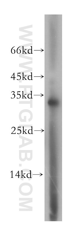 Western Blot (WB) analysis of human brain tissue using PITPNA Polyclonal antibody (16613-1-AP)