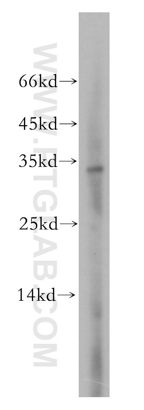 Western Blot (WB) analysis of HEK-293 cells using PITPNA Polyclonal antibody (16613-1-AP)
