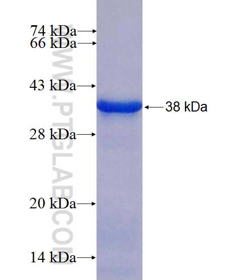 PITPNA fusion protein Ag10071 SDS-PAGE