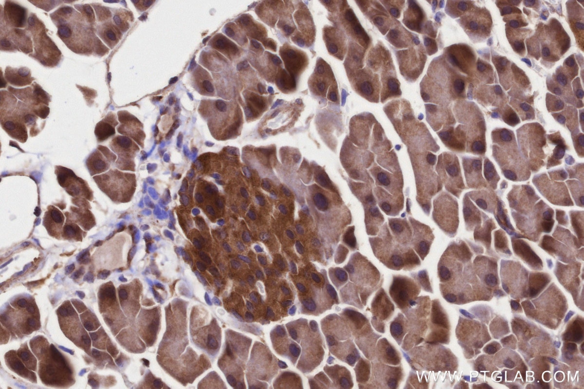 Immunohistochemistry (IHC) staining of mouse pancreas tissue using PITPNB Polyclonal antibody (13110-1-AP)