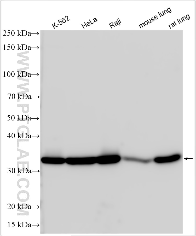 Western Blot (WB) analysis of various lysates using PITPNB Polyclonal antibody (13110-1-AP)
