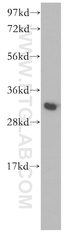 Western Blot (WB) analysis of mouse lung tissue using PITPNB Polyclonal antibody (13110-1-AP)