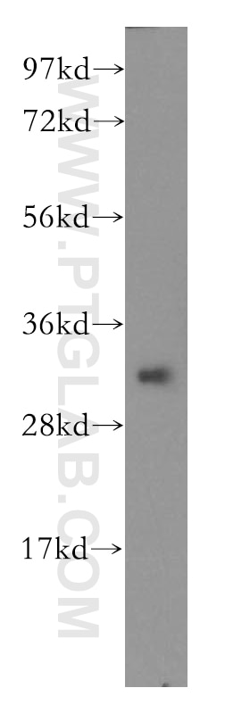 Western Blot (WB) analysis of K-562 cells using PITPNB Polyclonal antibody (13110-1-AP)