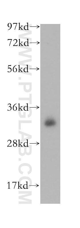 Western Blot (WB) analysis of Raji cells using PITPNB Polyclonal antibody (13110-1-AP)