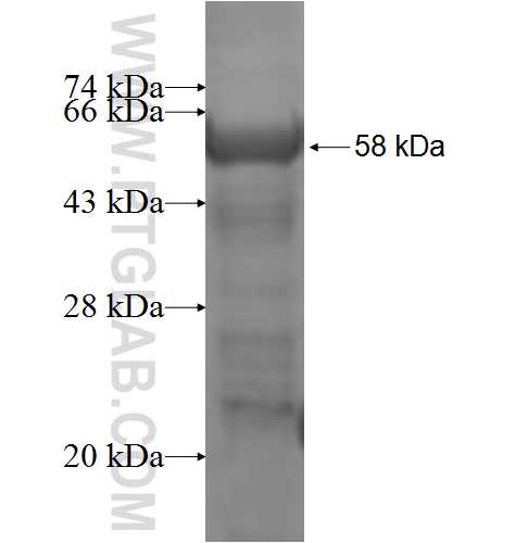 PITPNB fusion protein Ag3774 SDS-PAGE