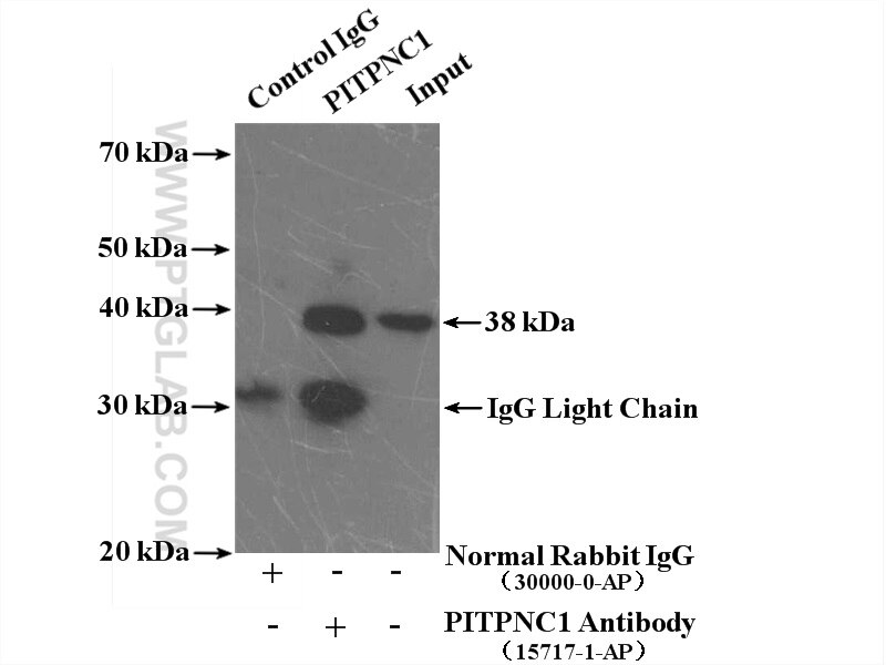 Immunoprecipitation (IP) experiment of mouse brain tissue using PITPNC1 Polyclonal antibody (15715-1-AP)