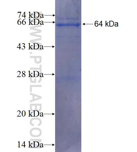 PITPNC1 fusion protein Ag8347 SDS-PAGE