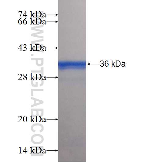 PITPNM1 fusion protein Ag25357 SDS-PAGE