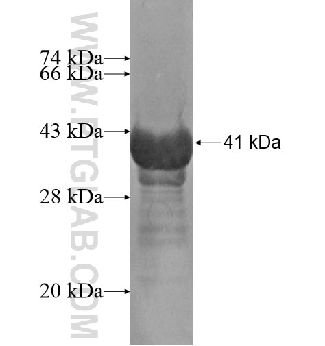 PITPNM2 fusion protein Ag15385 SDS-PAGE