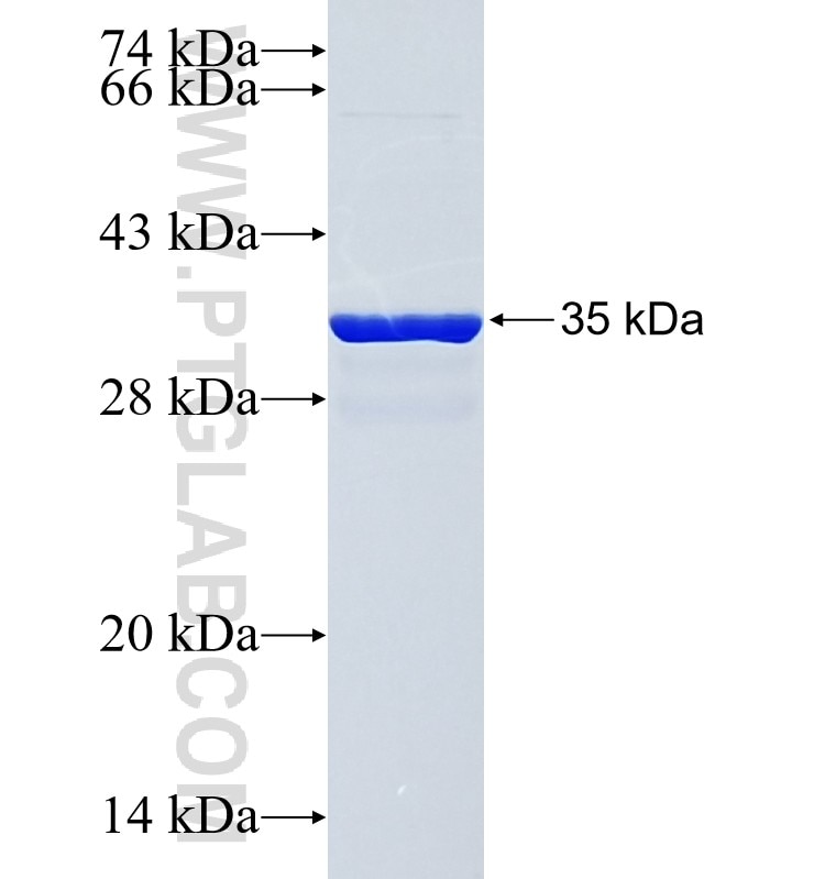 PITPNM3 fusion protein Ag18747 SDS-PAGE