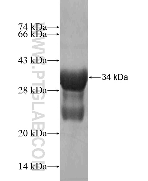 PITPNM3 fusion protein Ag18747 SDS-PAGE
