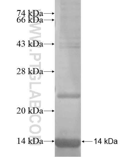PITPNM3 fusion protein Ag19843 SDS-PAGE