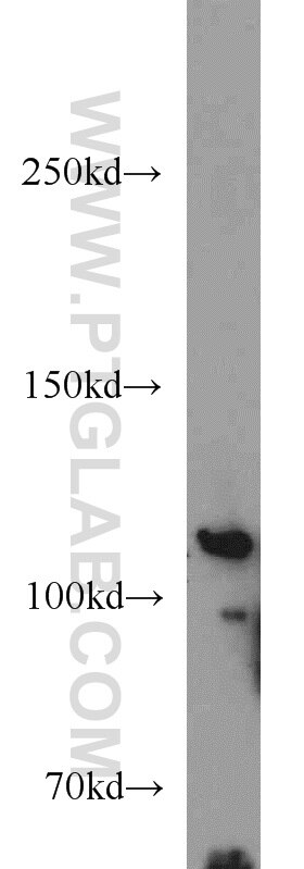 Western Blot (WB) analysis of A549 cells using PITRM1 Polyclonal antibody (10101-2-AP)