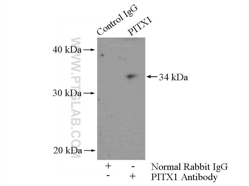 Immunoprecipitation (IP) experiment of HeLa cells using PITX1 Polyclonal antibody (10873-1-AP)