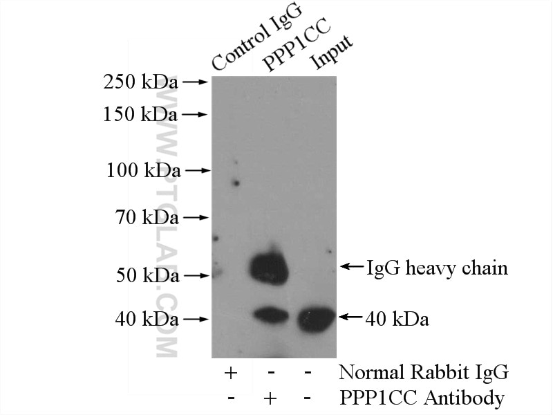 Immunoprecipitation (IP) experiment of HeLa cells using PITX1 Polyclonal antibody (10873-1-AP)