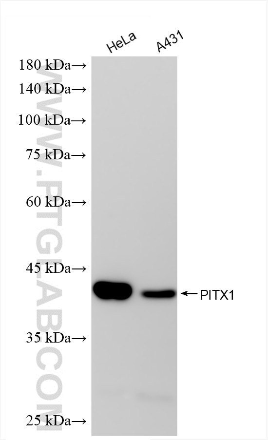 WB analysis using 88143-1-RR Western Blot (WB) analysis of various lysates using PITX1 Recombinant monoclonal antibody (88143-1-RR)