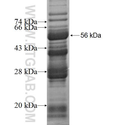 PITX1 fusion protein Ag1303 SDS-PAGE