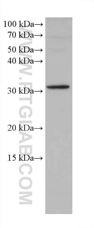 Western Blot (WB) analysis of HEK-293 cells using PITX2 Monoclonal antibody (67201-1-Ig)