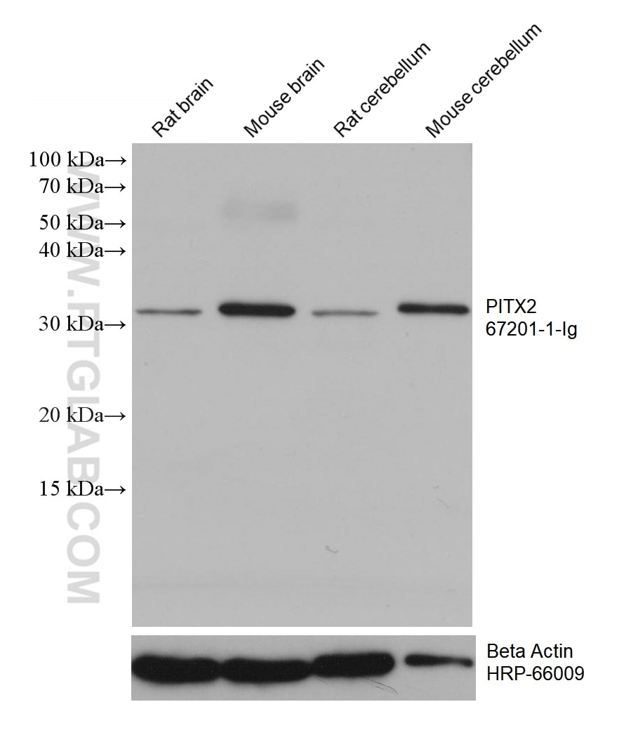 Western Blot (WB) analysis of various lysates using PITX2 Monoclonal antibody (67201-1-Ig)